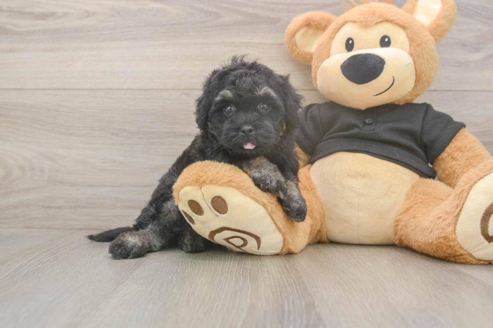 Meet Jerome - our Havapoo Puppy Photo  2/3 - Puppy Love PR Energetic Havadoodle Poodle Mix Puppy