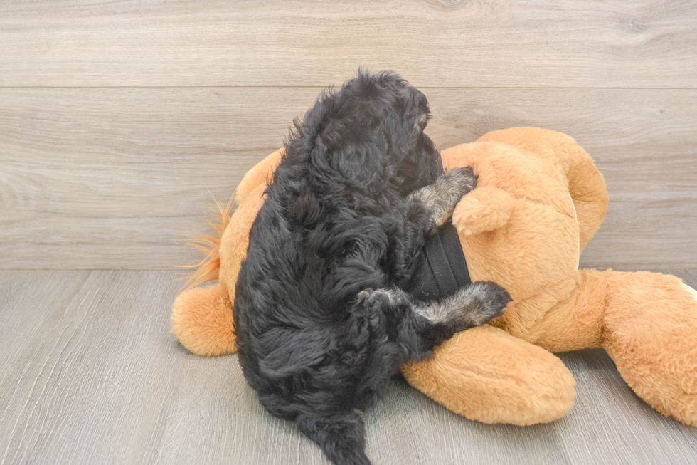 Meet Jerome - our Havapoo Puppy Photo  3/3 - Puppy Love PR Playful Havadoodle Poodle Mix Puppy