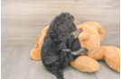 Meet Jerome - our Havapoo Puppy Photo  3/3 - Puppy Love PR Playful Havadoodle Poodle Mix Puppy