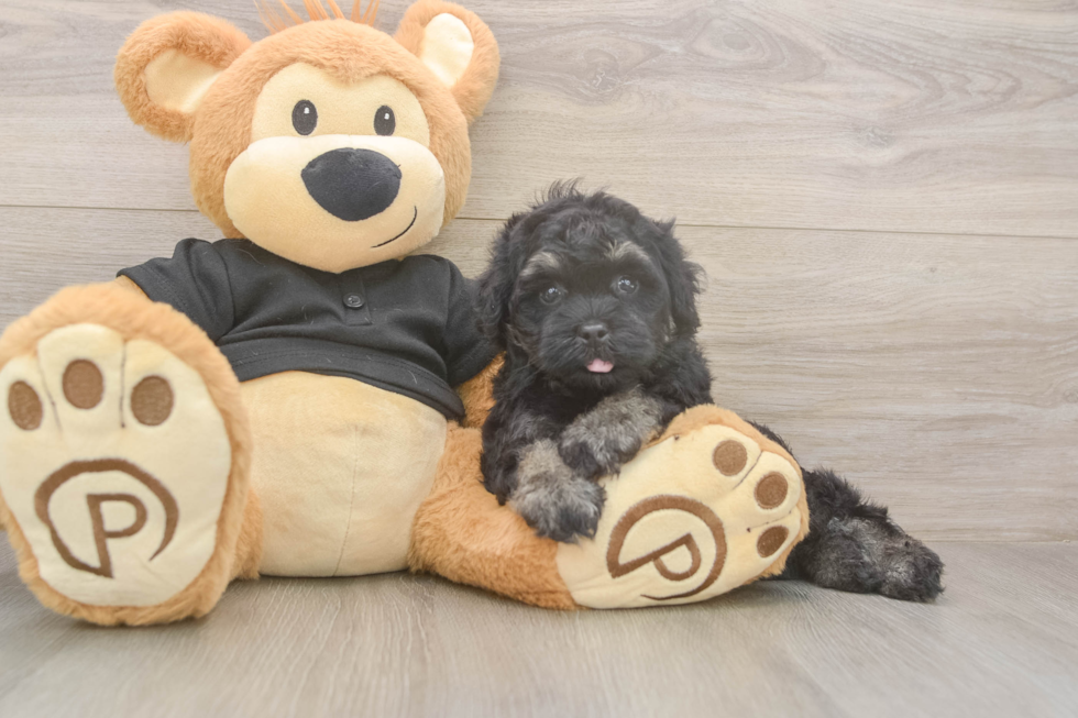 Meet Jerome - our Havapoo Puppy Photo  1/3 - Puppy Love PR Havapoo Pup Being Cute