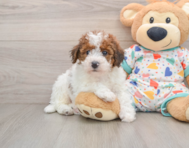 6 week old Havapoo Puppy For Sale - Puppy Love PR