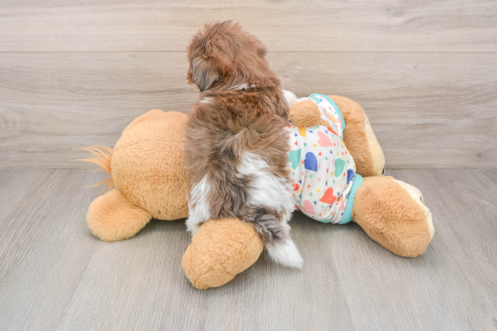 Havapoo Puppy for Adoption
