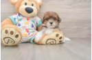 Havapoo Pup Being Cute