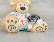 7 week old Havapoo Puppy For Sale - Puppy Love PR