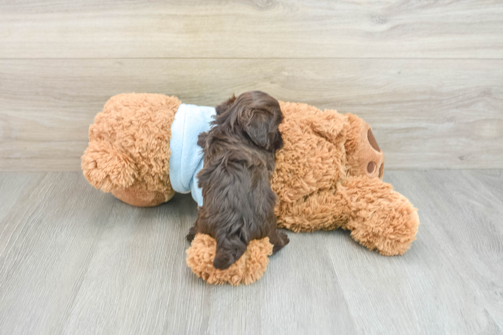 Funny Havapoo Poodle Mix Pup