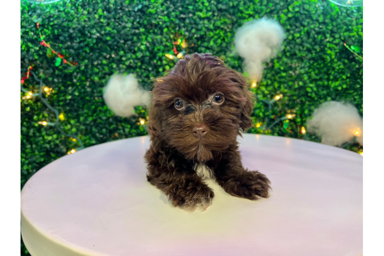 Cute Havadoodle Poodle Mix Puppy