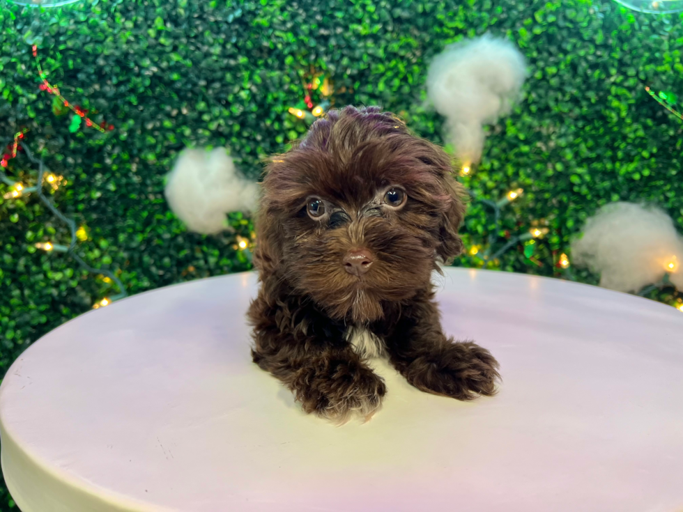 Cute Havadoodle Poodle Mix Puppy