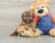 8 week old Havapoo Puppy For Sale - Puppy Love PR