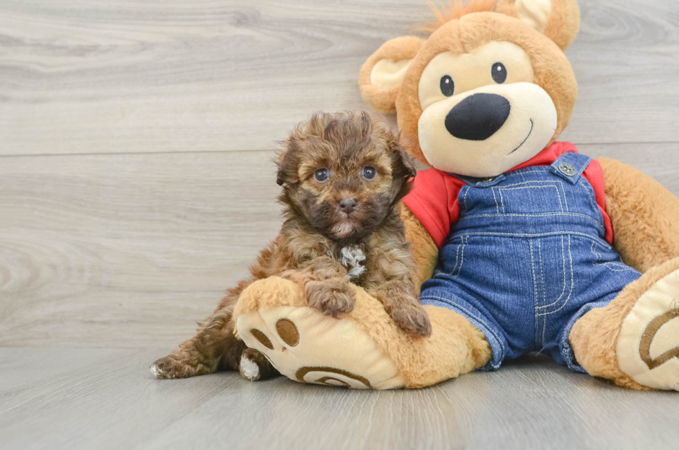 5 week old Havapoo Puppy For Sale - Puppy Love PR