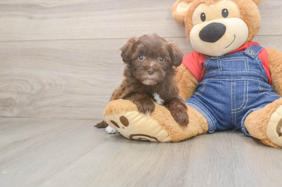 7 week old Havapoo Puppy For Sale - Puppy Love PR