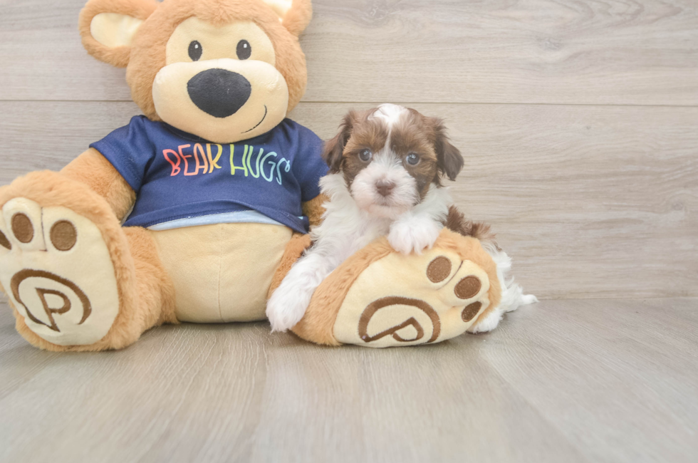 5 week old Havapoo Puppy For Sale - Puppy Love PR