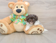 7 week old Havapoo Puppy For Sale - Puppy Love PR