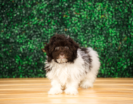 10 week old Havapoo Puppy For Sale - Puppy Love PR