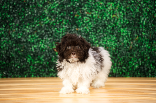 Havapoo Puppy for Adoption