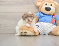 9 week old Havapoo Puppy For Sale - Puppy Love PR