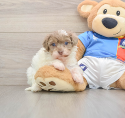9 week old Havapoo Puppy For Sale - Puppy Love PR