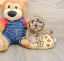 7 week old Havapoo Puppy For Sale - Puppy Love PR