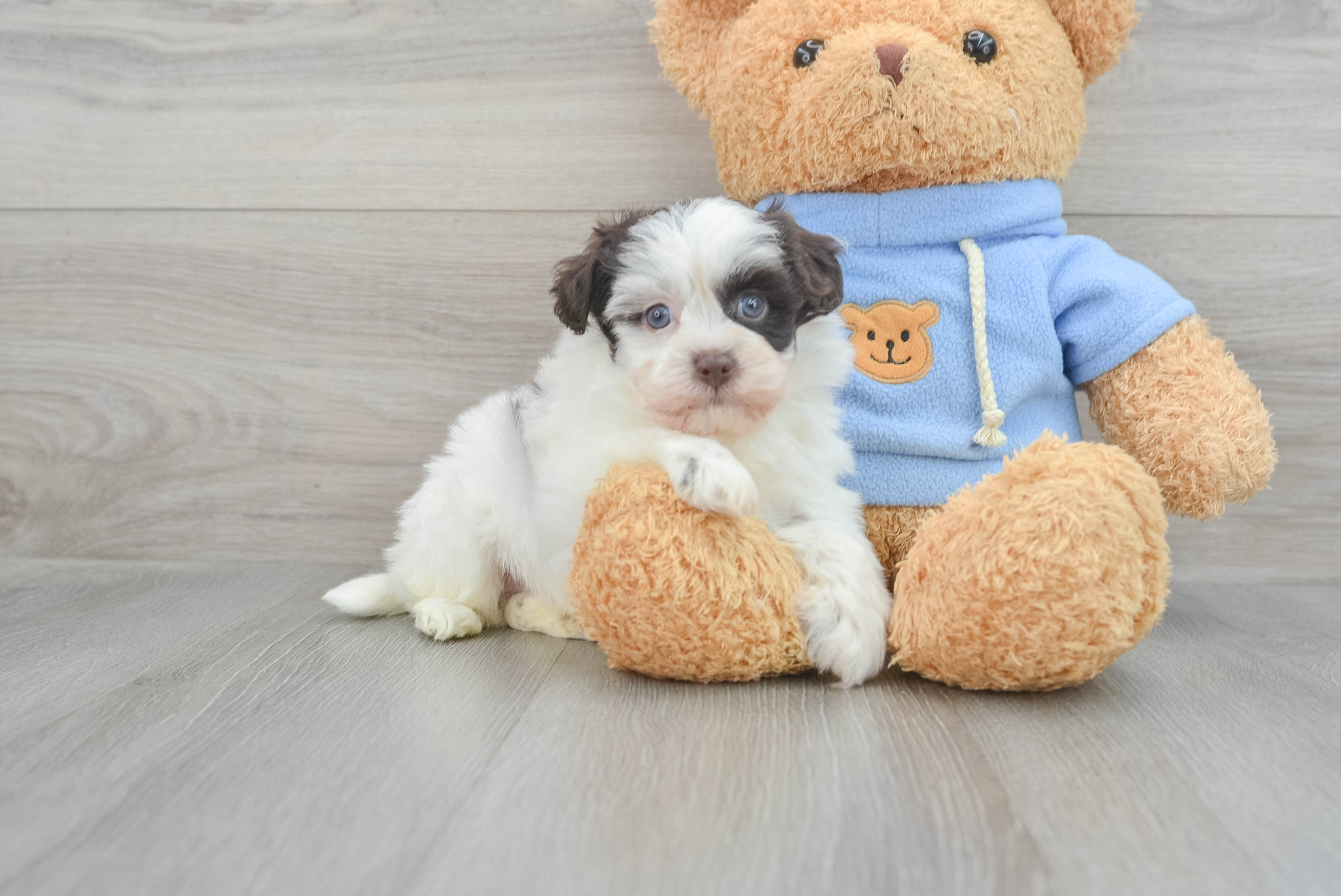 Playful Havadoodle Poodle Mix Puppy