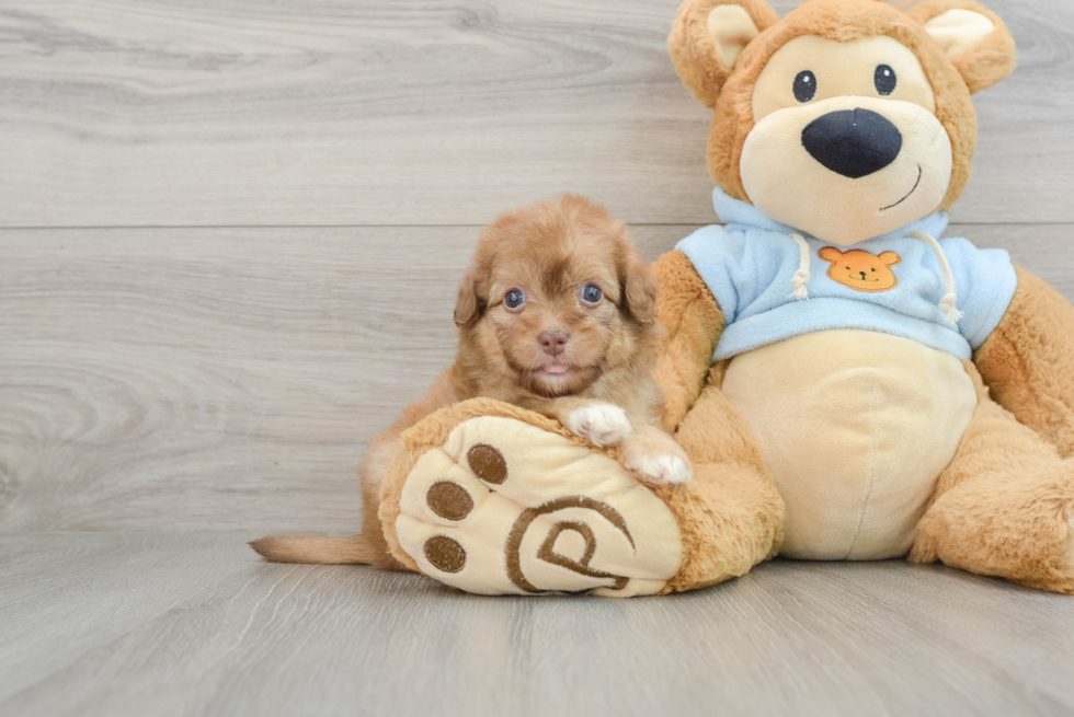 Adorable Havanese Poodle Mix Puppy