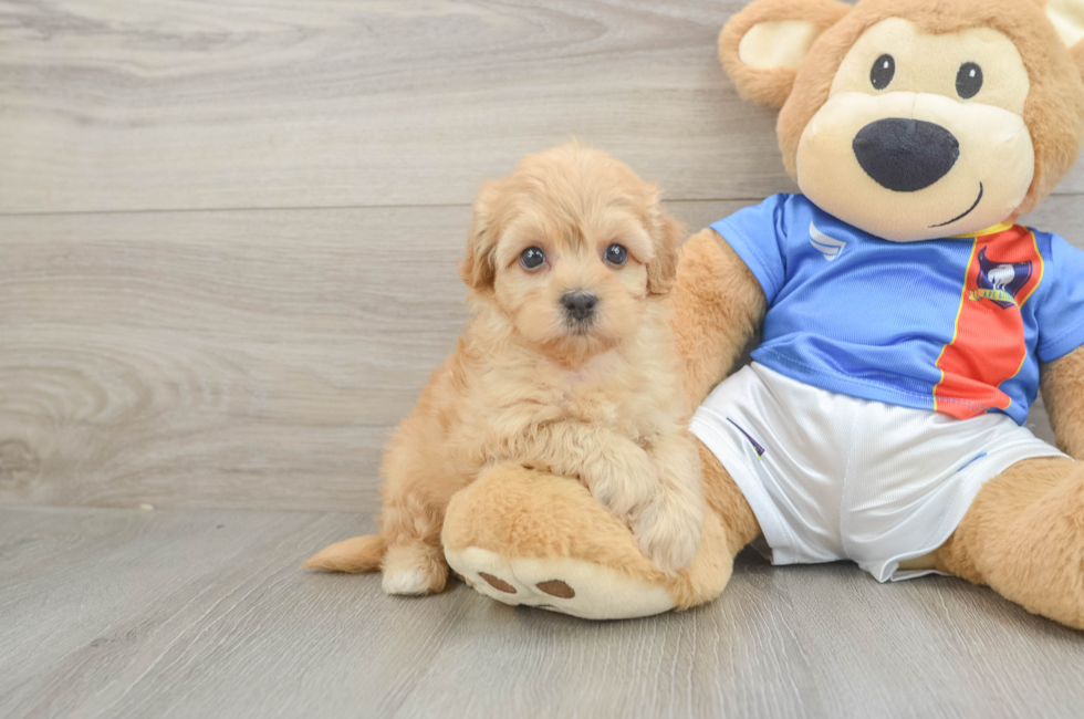 5 week old Havapoo Puppy For Sale - Puppy Love PR