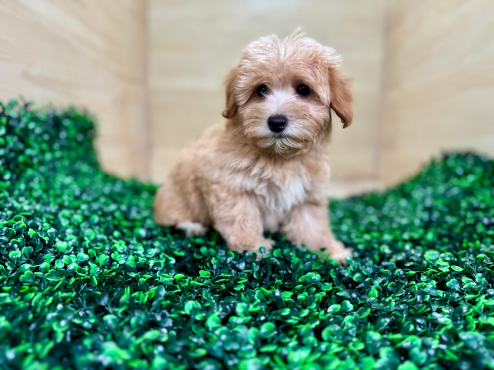 Cute Havapoo Baby