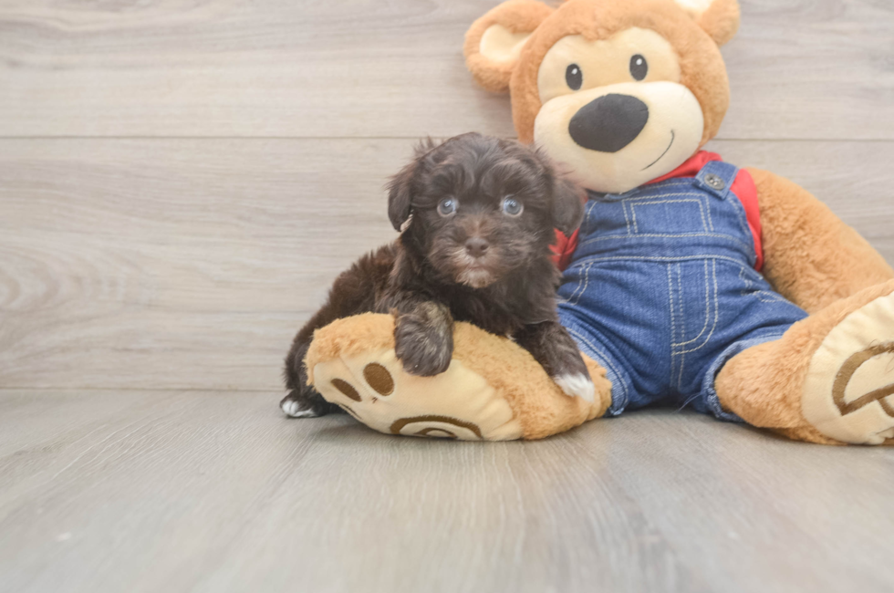 7 week old Havapoo Puppy For Sale - Puppy Love PR