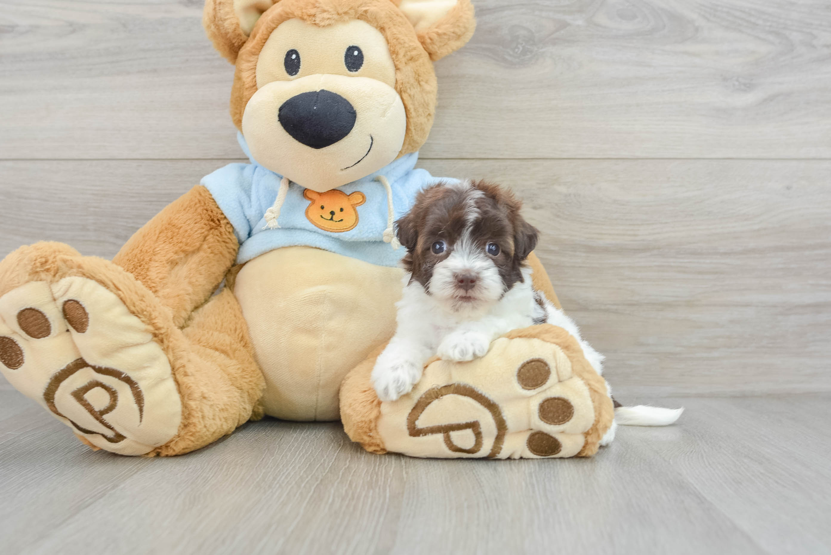 Havapoo Puppy for Adoption