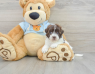 9 week old Havapoo Puppy For Sale - Puppy Love PR