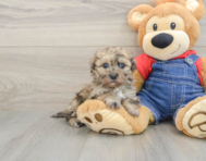 8 week old Havapoo Puppy For Sale - Puppy Love PR