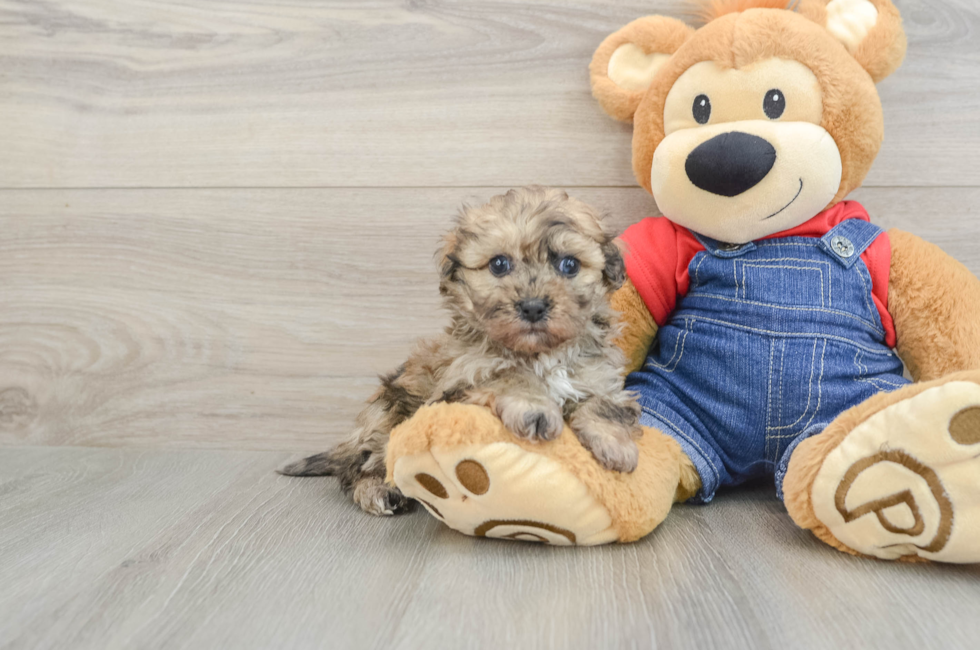 5 week old Havapoo Puppy For Sale - Puppy Love PR