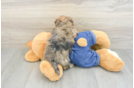 Havapoo Pup Being Cute