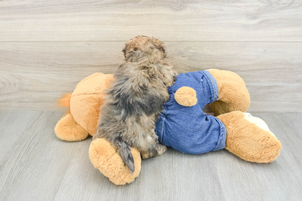 Havapoo Pup Being Cute
