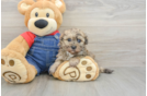 Energetic Havadoodle Poodle Mix Puppy