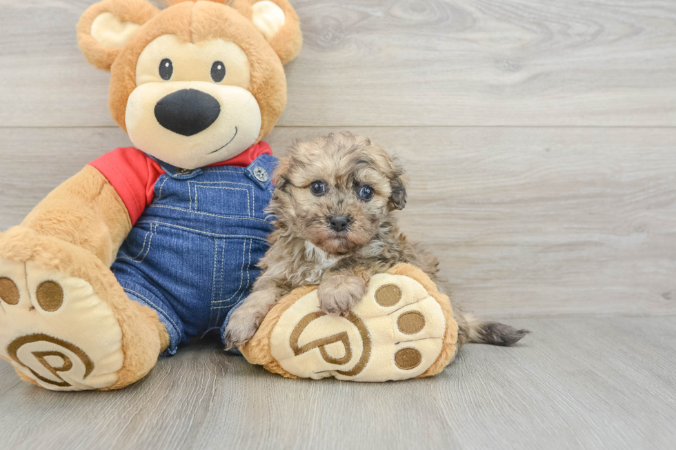 Energetic Havadoodle Poodle Mix Puppy