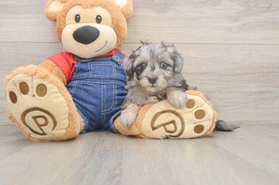 7 week old Havapoo Puppy For Sale - Puppy Love PR