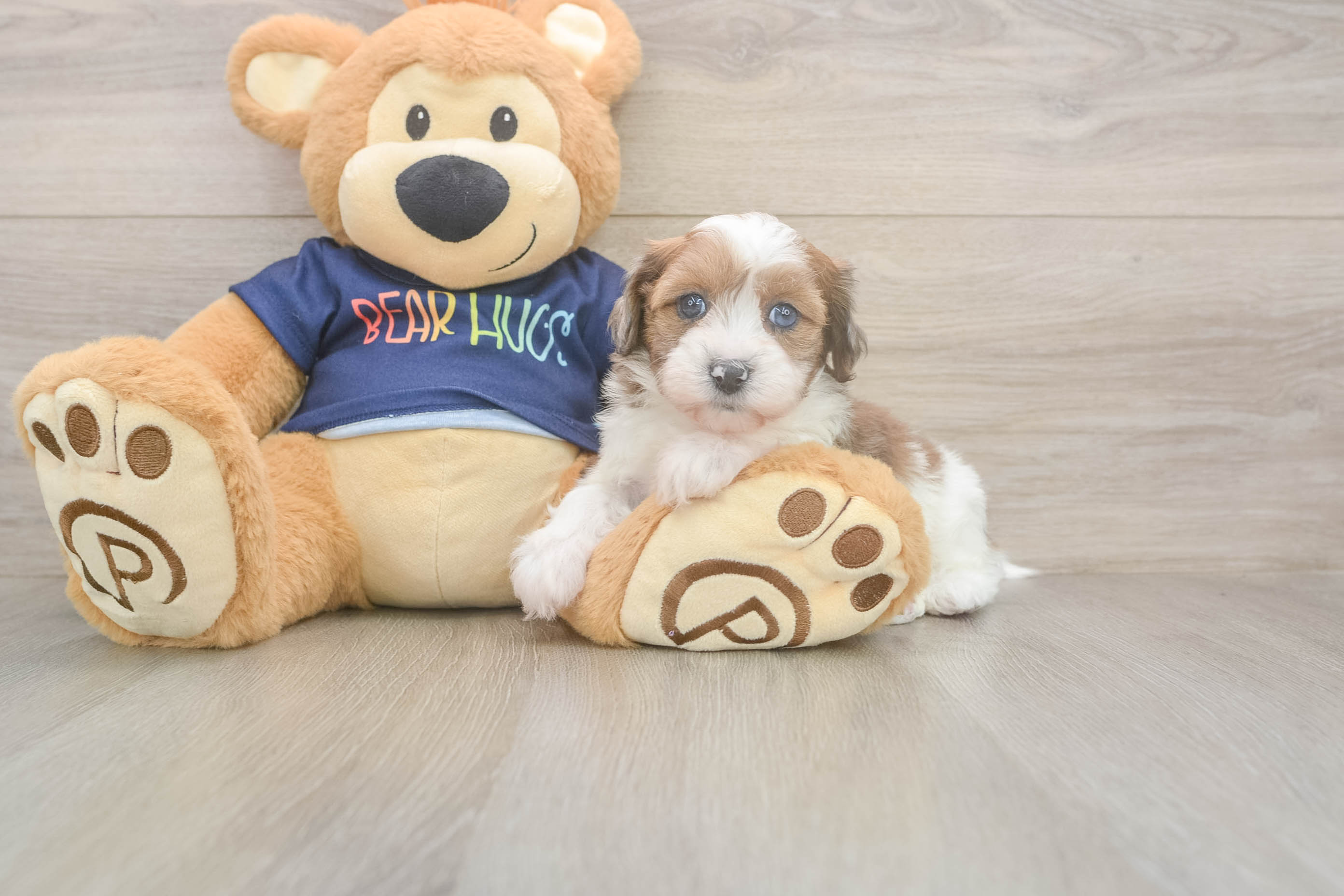 Havapoo Pup Being Cute