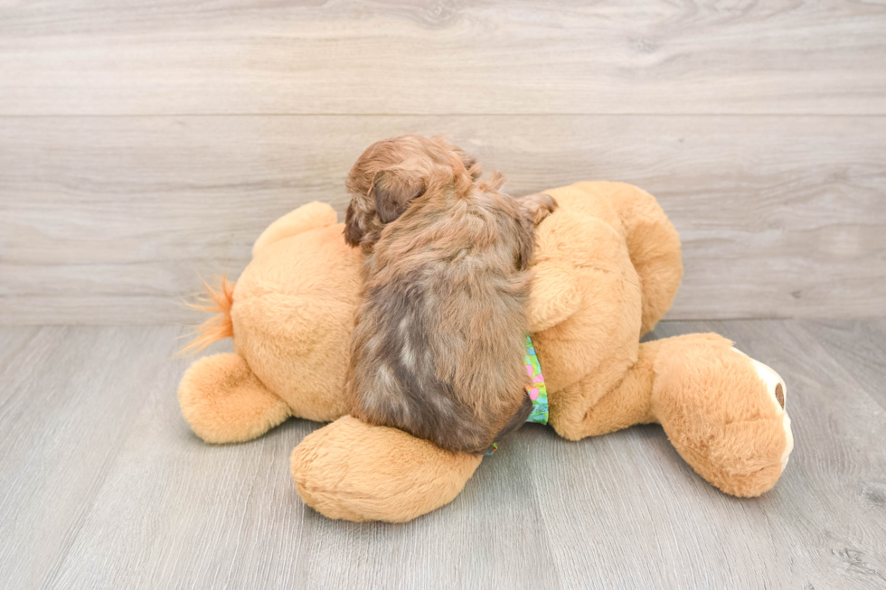 Havapoo Puppy for Adoption