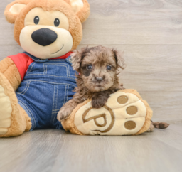 7 week old Havapoo Puppy For Sale - Puppy Love PR
