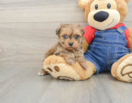 8 week old Havapoo Puppy For Sale - Puppy Love PR