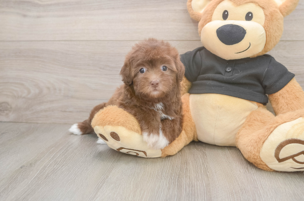 5 week old Havapoo Puppy For Sale - Puppy Love PR