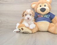 8 week old Havapoo Puppy For Sale - Puppy Love PR