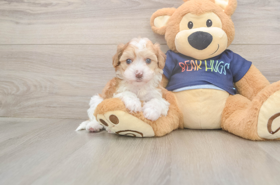 5 week old Havapoo Puppy For Sale - Puppy Love PR