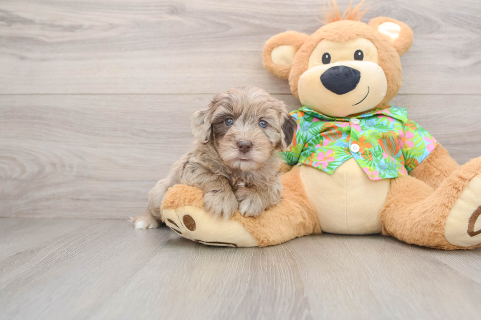 Popular Havapoo Poodle Mix Pup