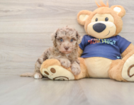 8 week old Havapoo Puppy For Sale - Puppy Love PR