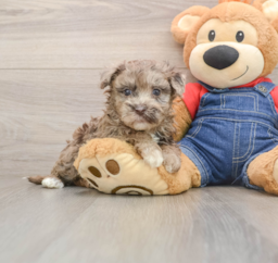 7 week old Havapoo Puppy For Sale - Puppy Love PR