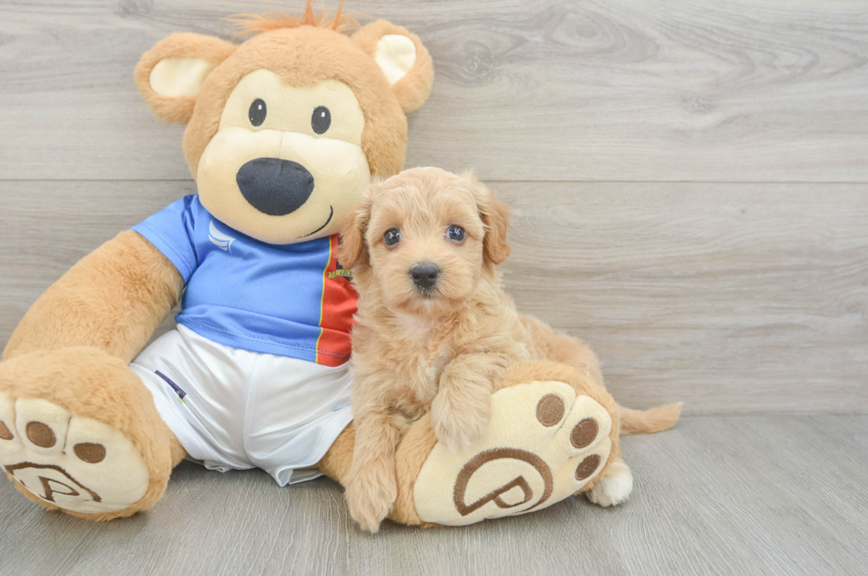 5 week old Havapoo Puppy For Sale - Puppy Love PR