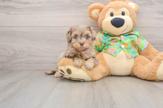Little Havadoodle Poodle Mix Puppy