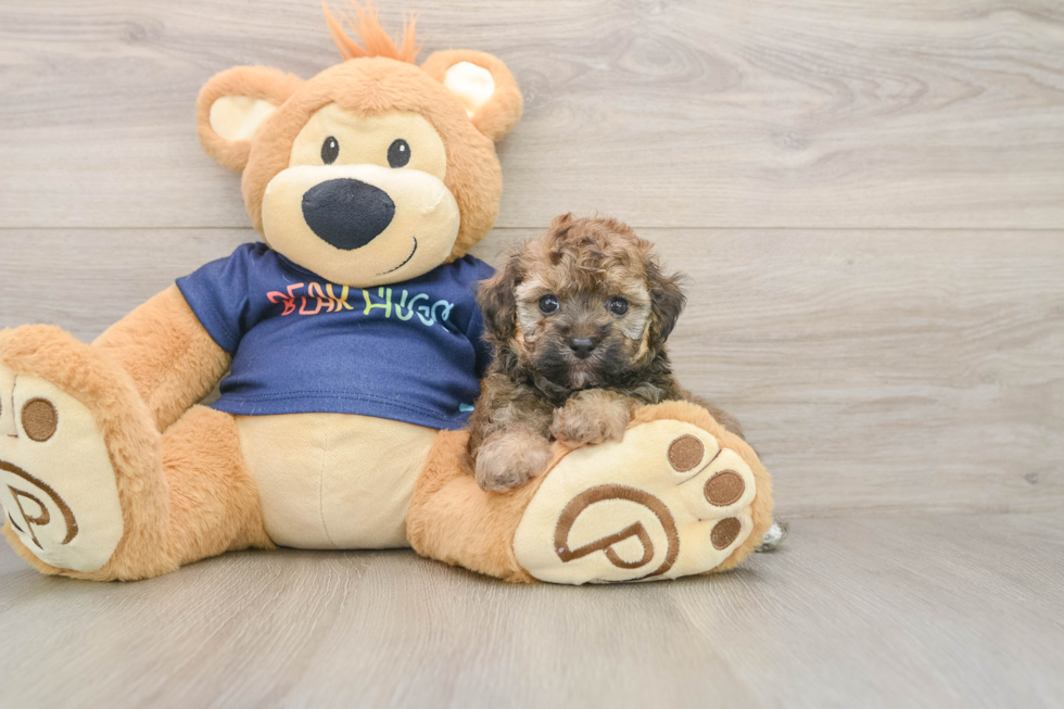 Havapoo Pup Being Cute