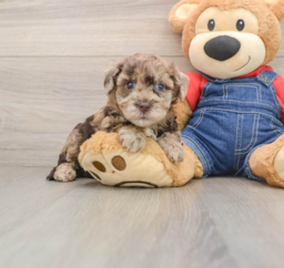 8 week old Havapoo Puppy For Sale - Puppy Love PR