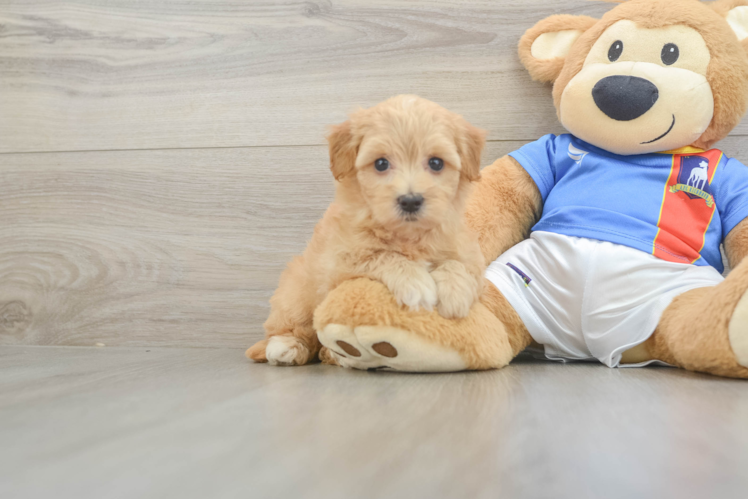 Havapoo Puppy for Adoption
